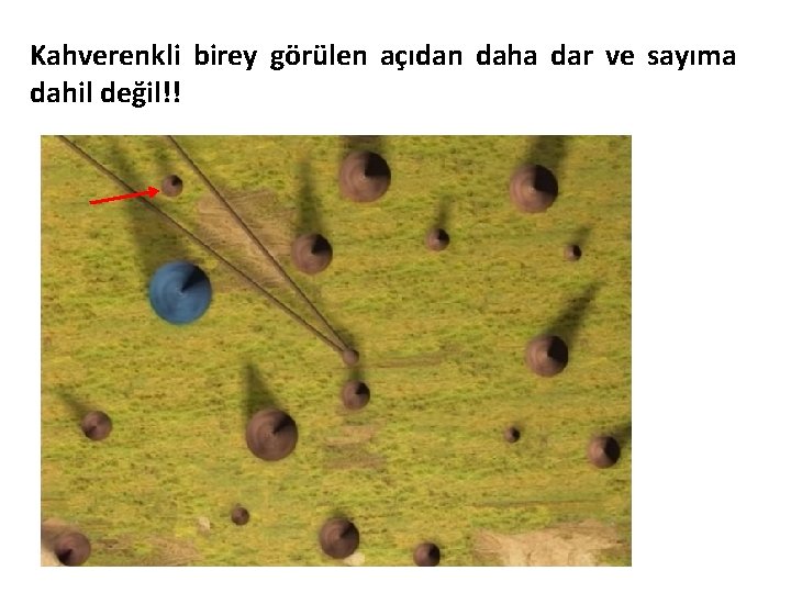 Kahverenkli birey görülen açıdan daha dar ve sayıma dahil değil!! 