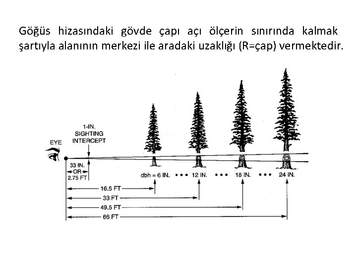 Göğüs hizasındaki gövde çapı açı ölçerin sınırında kalmak şartıyla alanının merkezi ile aradaki uzaklığı