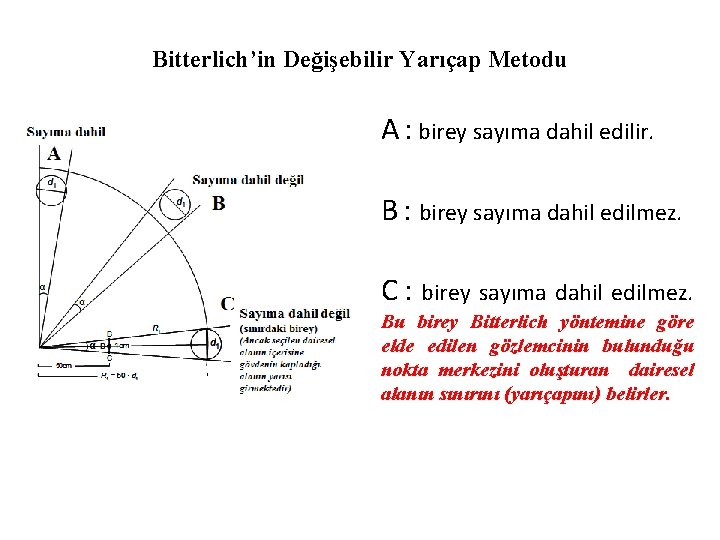 Bitterlich’in Değişebilir Yarıçap Metodu A : birey sayıma dahil edilir. B : birey sayıma