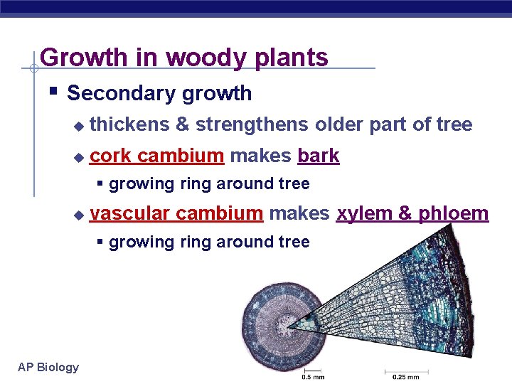 Growth in woody plants § Secondary growth u thickens & strengthens older part of