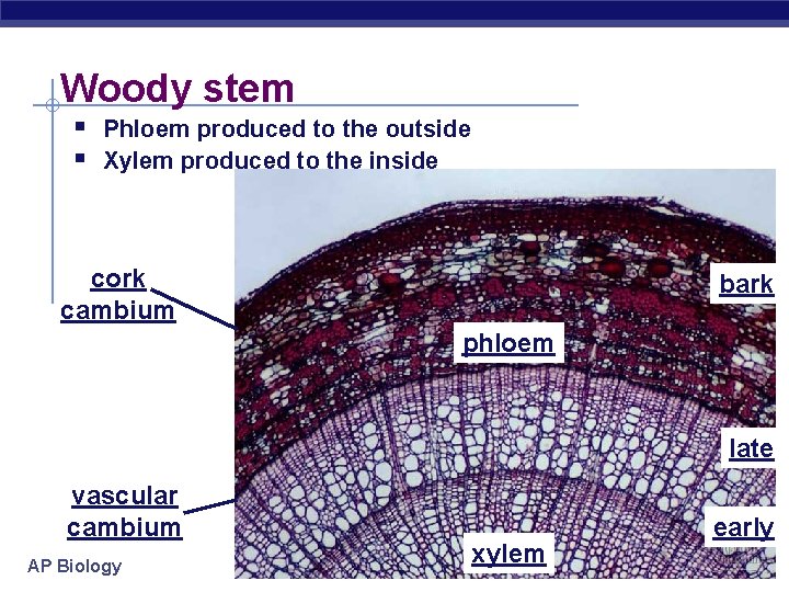 Woody stem § Phloem produced to the outside § Xylem produced to the inside