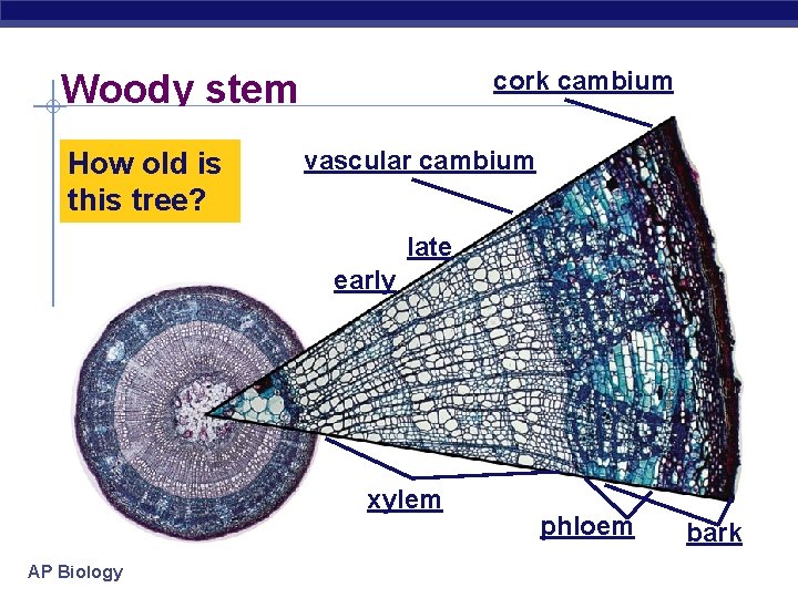 cork cambium Woody stem How old is this tree? vascular cambium late early xylem