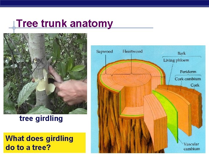 Tree trunk anatomy tree girdling What does girdling do to a tree? AP Biology