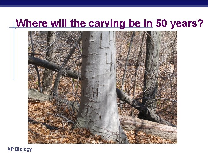 Where will the carving be in 50 years? AP Biology 