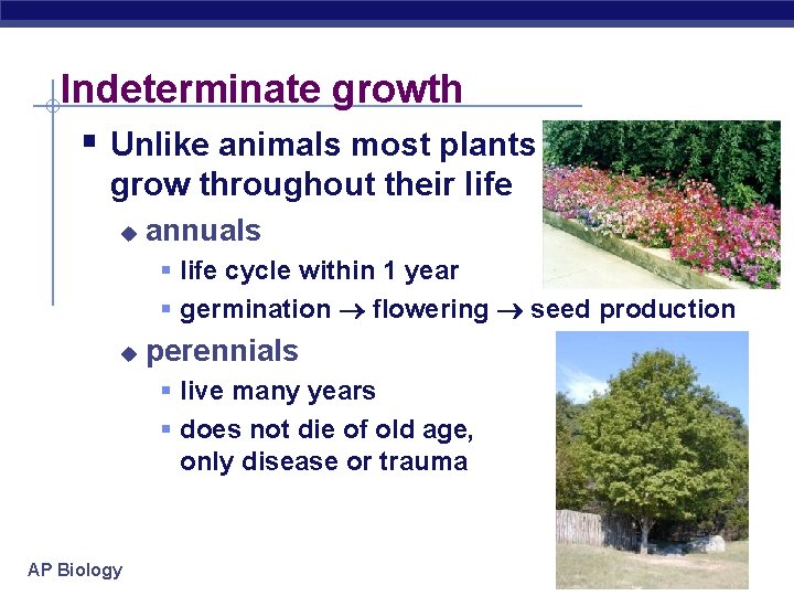 Indeterminate growth § Unlike animals most plants grow throughout their life u annuals §