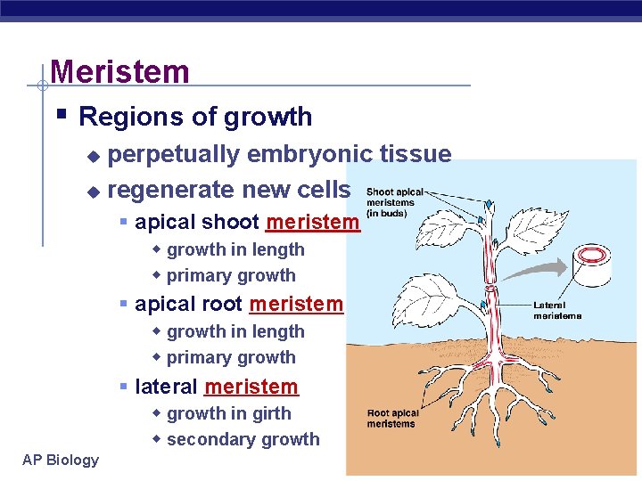 Meristem § Regions of growth perpetually embryonic tissue u regenerate new cells u §