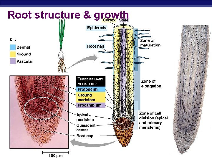 Root structure & growth AP Biology 