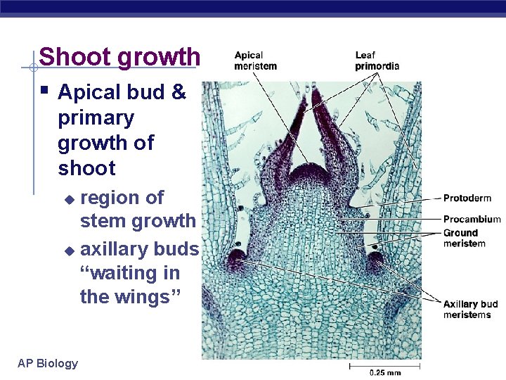 Shoot growth § Apical bud & primary growth of shoot region of stem growth