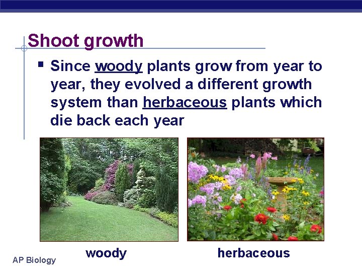 Shoot growth § Since woody plants grow from year to year, they evolved a