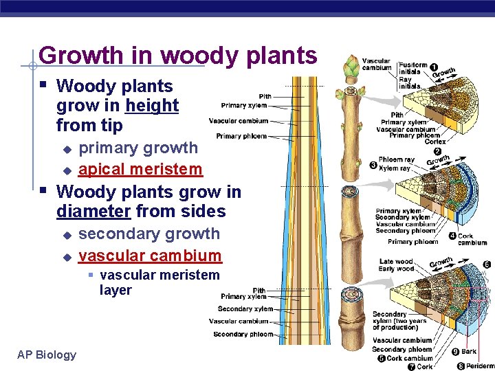 Growth in woody plants § Woody plants grow in height from tip u u