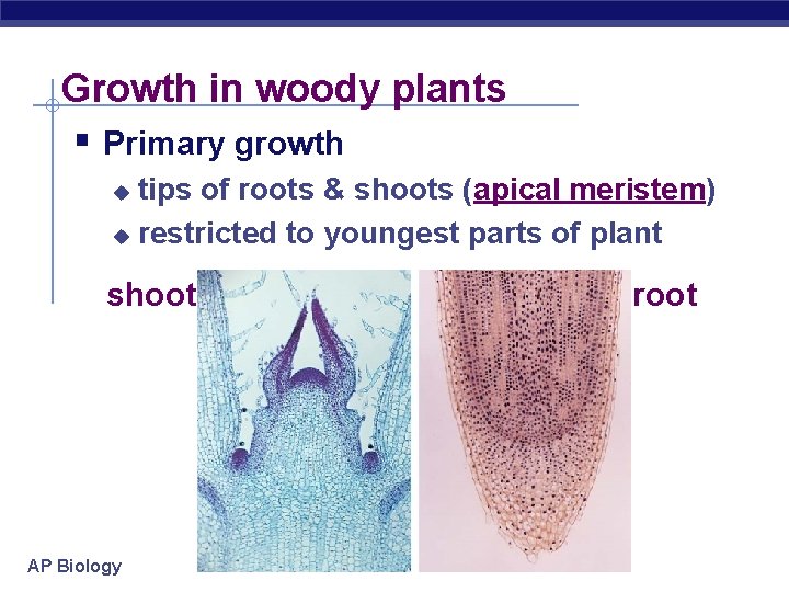 Growth in woody plants § Primary growth tips of roots & shoots (apical meristem)