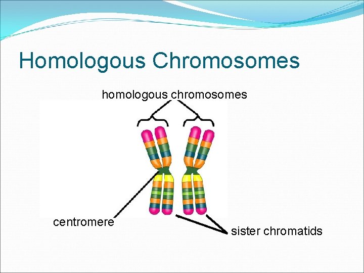 Homologous Chromosomes homologous chromosomes centromere sister chromatids 