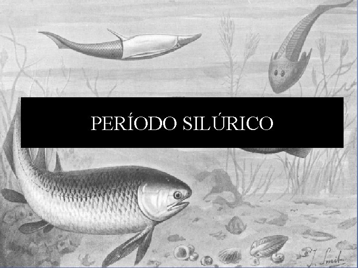 PERÍODO SILÚRICO 