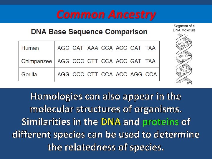 Common Ancestry Homologies can also appear in the molecular structures of organisms. Similarities in