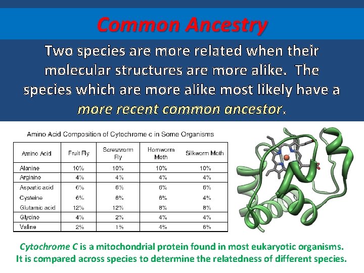 Common Ancestry Two species are more related when their molecular structures are more alike.