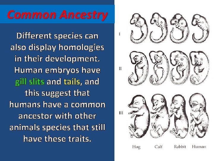 Common Ancestry Different species can also display homologies in their development. Human embryos have