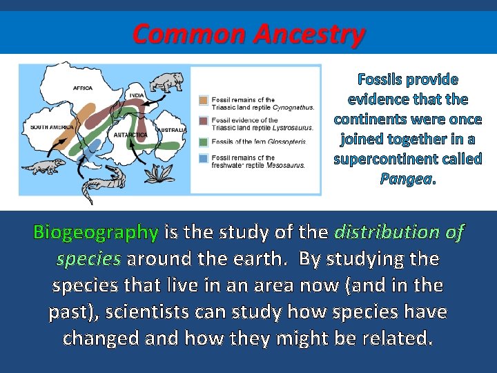Common Ancestry Fossils provide evidence that the continents were once joined together in a