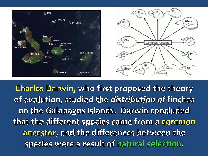 Charles Darwin, who first proposed theory of evolution, studied the distribution of finches on