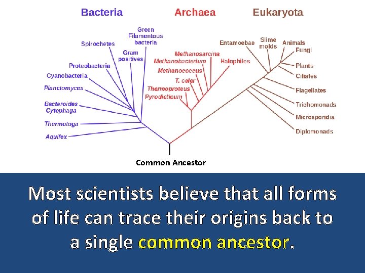 Common Ancestor Most scientists believe that all forms of life can trace their origins