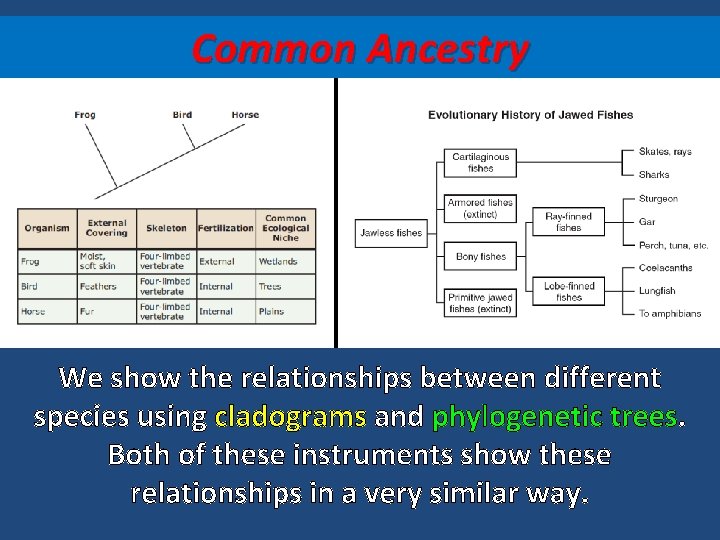Common Ancestry We show the relationships between different species using cladograms and phylogenetic trees.