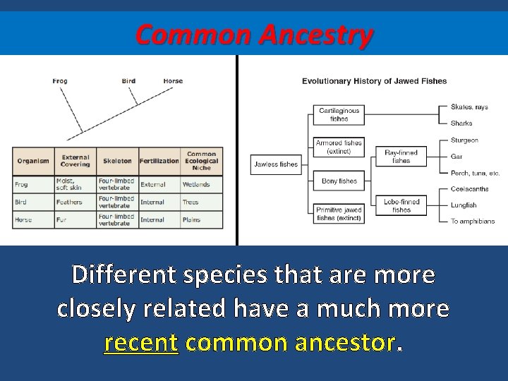 Common Ancestry Different species that are more closely related have a much more recent