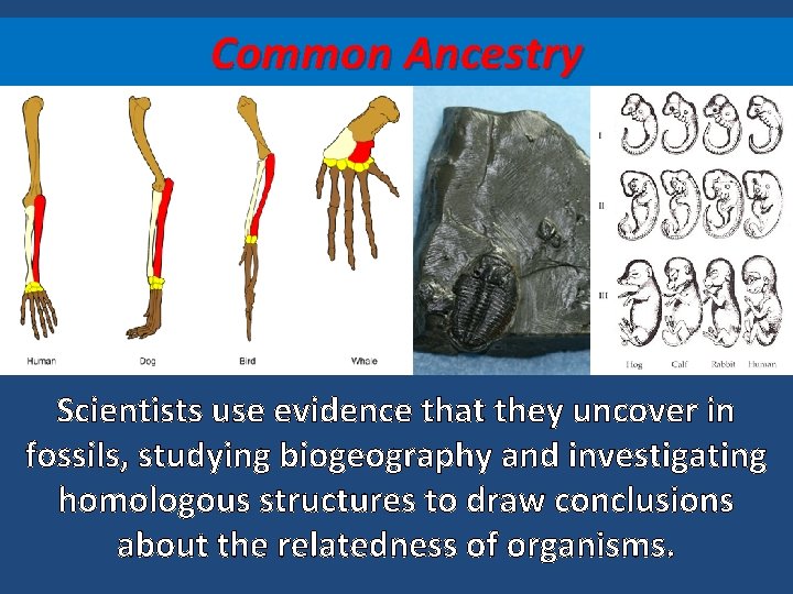Common Ancestry Scientists use evidence that they uncover in fossils, studying biogeography and investigating