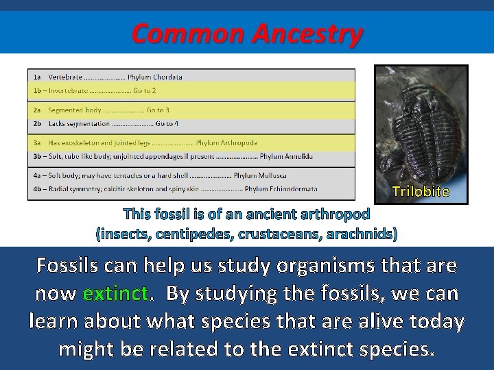 Common Ancestry Trilobite This fossil is of an ancient arthropod (insects, centipedes, crustaceans, arachnids)