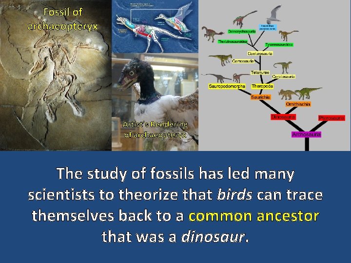 Fossil of archaeopteryx Artist’s Rendering of archaeopteryx The study of fossils has led many