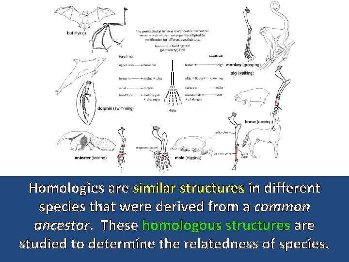 Homologies are similar structures in different species that were derived from a common ancestor.