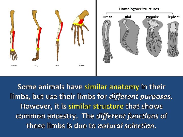 Human Bird Porpoise Elephant Some animals have similar anatomy in their limbs, but use