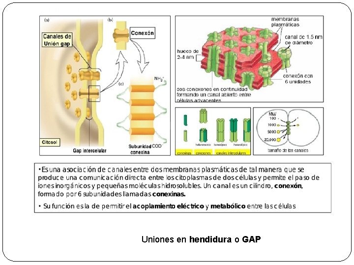 Uniones en hendidura o GAP 