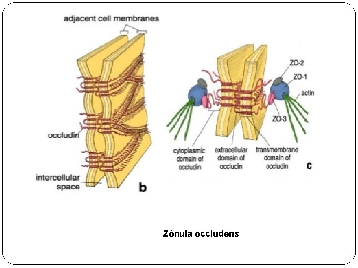 Zónula occludens 