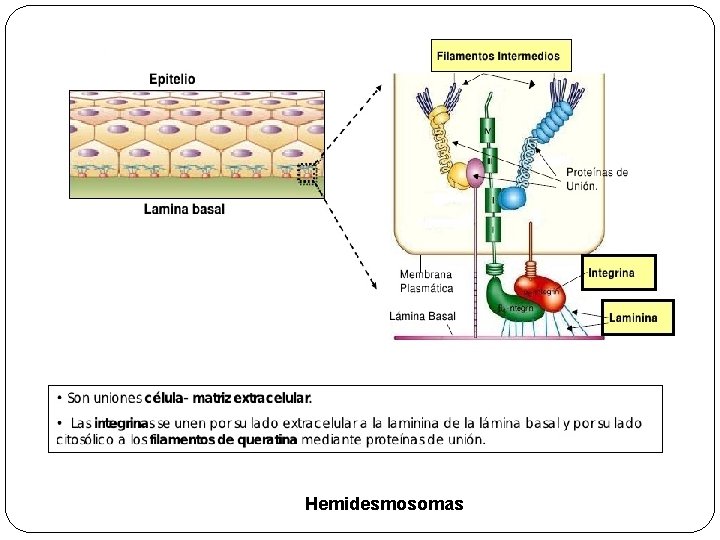 Hemidesmosomas 