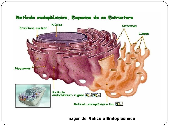 Imagen del Retículo Endoplásmico 