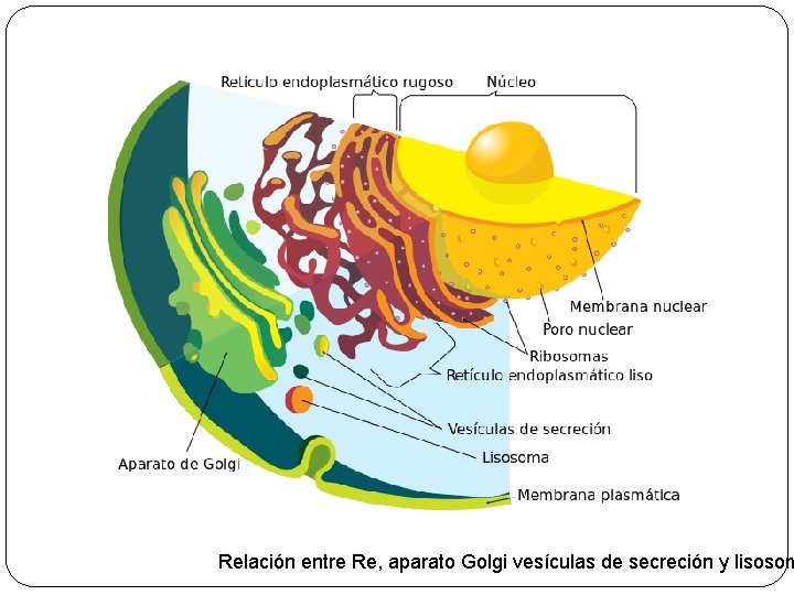 Relación entre Re, aparato Golgi vesículas de secreción y lisosom 