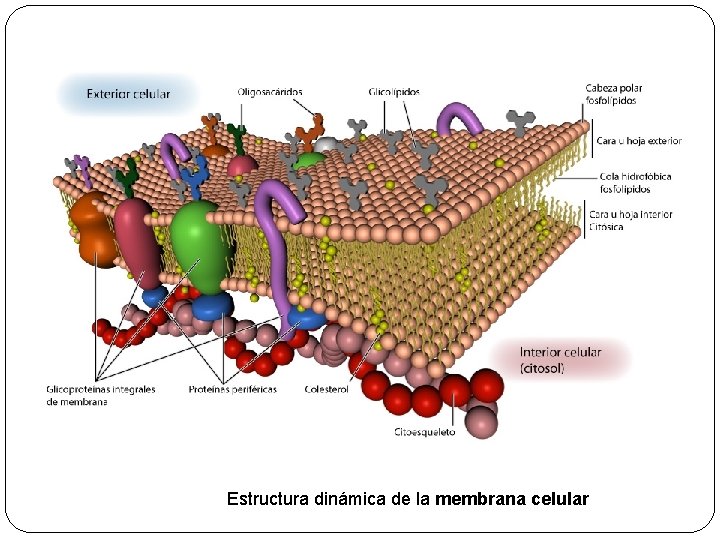 Estructura dinámica de la membrana celular 