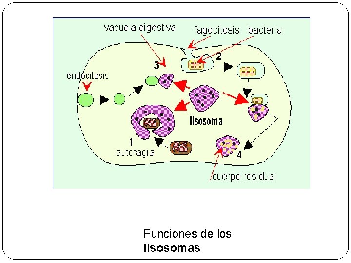 Funciones de los lisosomas 