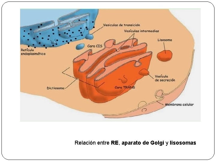 Relación entre RE, aparato de Golgi y lisosomas 