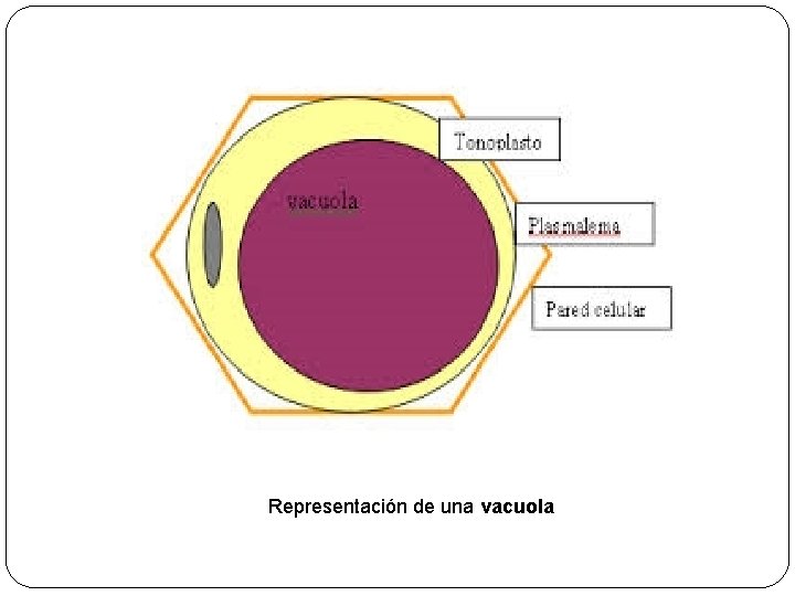 Representación de una vacuola 