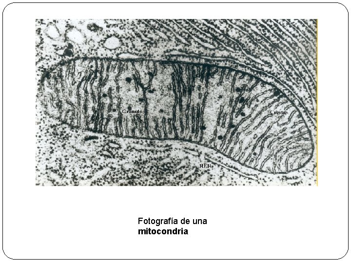 Fotografía de una mitocondria 