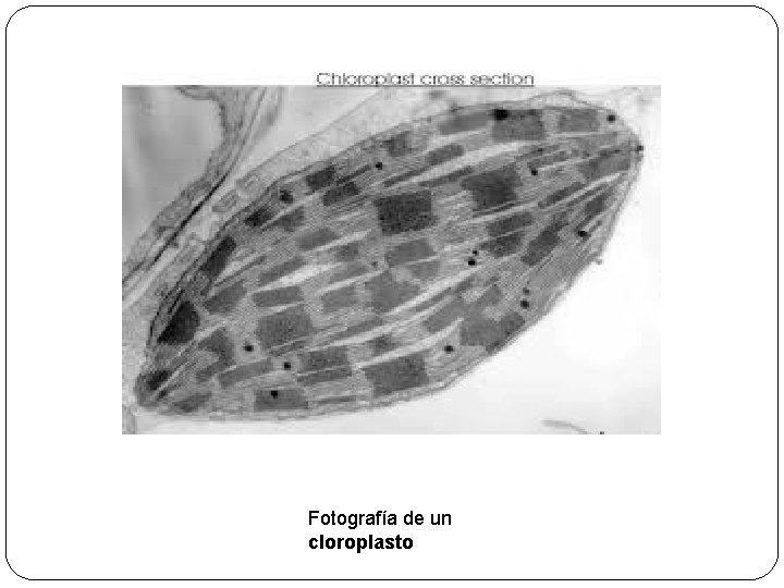 Fotografía de un cloroplasto 
