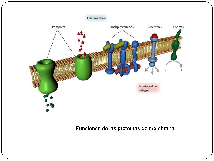 Funciones de las proteínas de membrana 