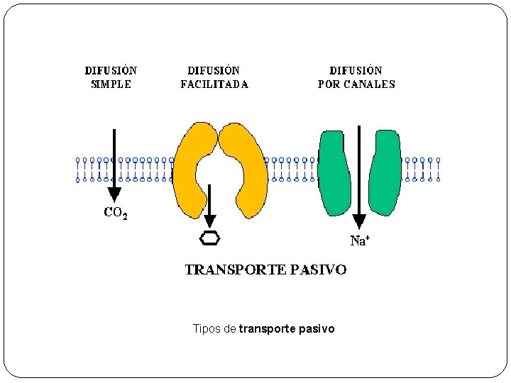 Tipos de transporte pasivo 