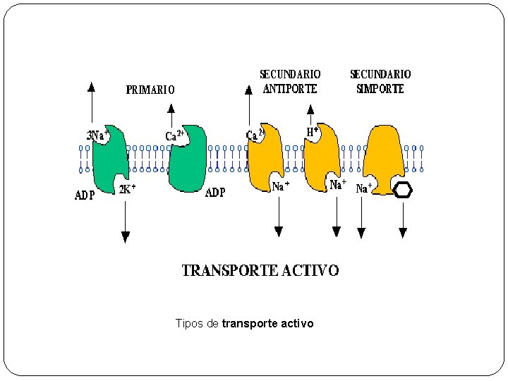 Tipos de transporte activo 