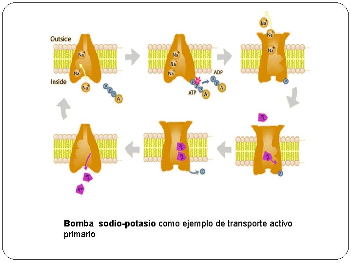 Bomba sodio-potasio como ejemplo de transporte activo primario 