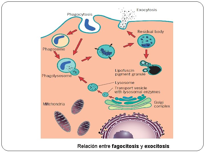 Relación entre fagocitosis y exocitosis 