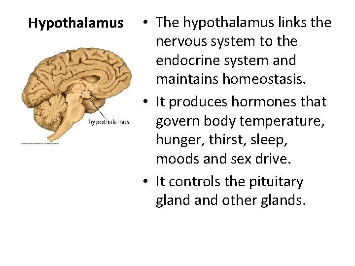 Hypothalamus • The hypothalamus links the nervous system to the endocrine system and maintains