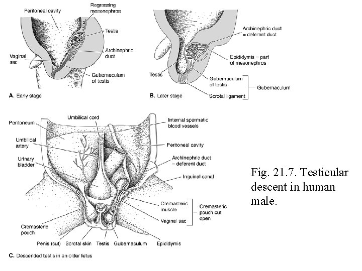 Fig. 21. 7. Testicular descent in human male. 