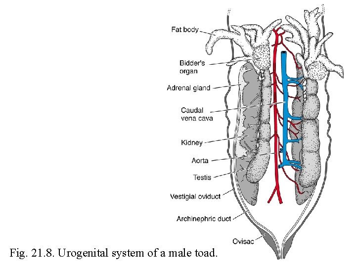 Fig. 21. 8. Urogenital system of a male toad. 