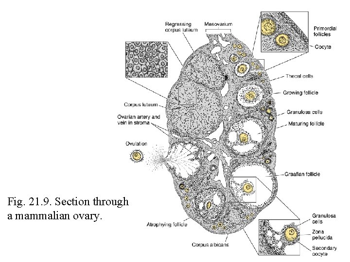 Fig. 21. 9. Section through a mammalian ovary. 